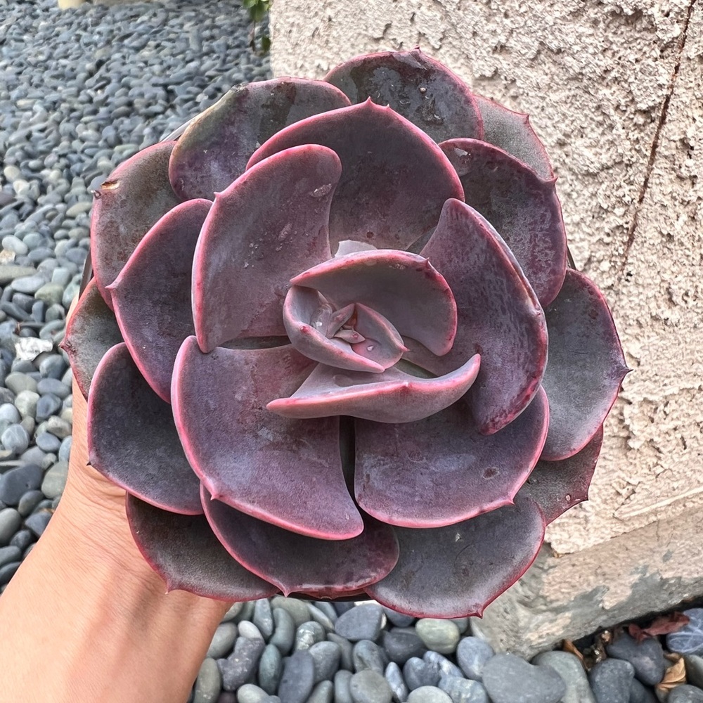 Dusty rose succulent